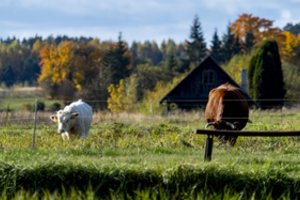Žemdirbiai galės įsigyti dirbamos valstybinės žemės