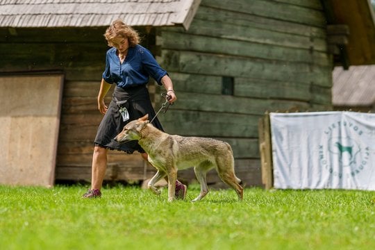  Gustė Juknevičiūtė: „Užaugti iki čekoslovakų vilkšunių man prireikė kelerių metų“.