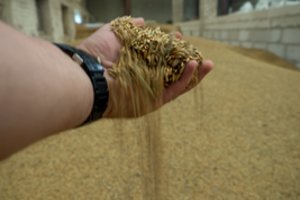 Teismas antrą kartą patvirtino šiauliečio ūkininko kaltę dėl moters mirties grūdų rezervuare