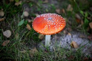 Vokietijoje keliems grybais apsinuodijusiems asmenims teko persodinti kepenis