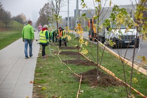 Vilnius pradeda rudeninį sodinimą: šimtai medžių, tūkstančiai krūmų ir daugiamečių gėlių