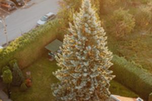 Paieškos baigtos – išrinkta žaliaskarė, papuošianti Kauną šventiniu laikotarpiu