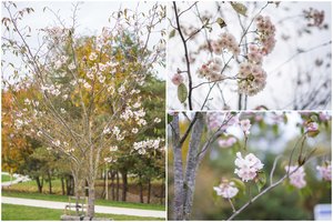 Sunku patikėti savo akimis: Kaune pražydo sakuros