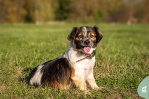 Gerokai nutukęs šunelis virto gražuoliu: patiks ieškantiems naujų nuotykių ir linksmybių