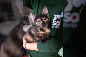 Prie konteinerių išmesta 3 mėn. katytė laukia tų, kurie jos daugiau niekada neišduos