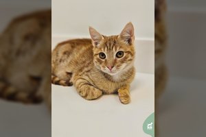 Kraupios būklės rastas mažylis pasveiko ir nori tikrų namų: dievina žmones ir glostymą