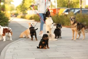 Tragedija: šunų vedžiotoją mirtinai sudraskė jos vedžiota 8 keturkojų gauja