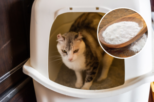 Valgomoji soda ir kačių priežiūra – 7 gudrybės