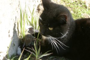 Katė ir pelė: įspėja, kas gresia, jei augintinė surijo graužiką