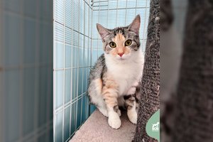 6 mėn. bailiukė ieško kantrių žmonių, kuriuos apdovanos išskirtine meile ir murkimu