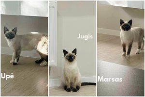 Lauke augę „šnypštukai“ prašo antro šanso laimingam gyvenimui