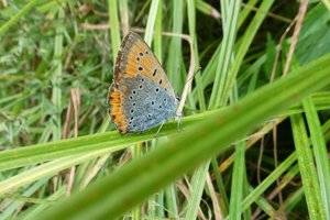 Atkuriamas Grūdos slėnis džiugina gausėjančia rūšių įvairove: atsiranda palanki vieta ir Europos mastu saugomam vabzdžiui