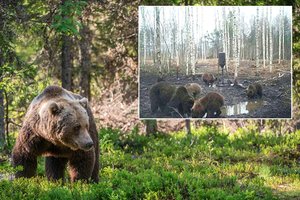 Neįprasti vaizdai įtikino specialistus – meškos yra nuolatinės Lietuvos gyventojos: patarė, kaip elgtis sutikus