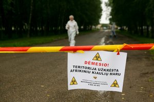 Unikalus eksperimentas Lazdijuose: siekė išsiaiškinti, kaip į ūkį pateko Afrikinis kiaulių maras