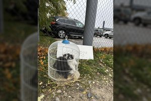 Beširdiškas poelgis pakraupino anykštiečius: kačiukus sukišo į papūgėlės narvą