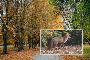 Panevėžyje vaikštinėja žavi viešnia iš miško: vienus džiugina, kitus – gąsdina