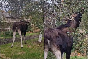Ventės ragą vėl lanko jau vietine tapusi briedė: kiemuose nuskabiusi obuolius, ėmė graužti ir jų šakas