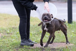 Susirgus augintiniui – nedarbingumas jam slaugyti: kyla į kovą su iškilusia krize