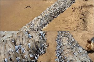 Paslaptingas radinys Australijos paplūdimyje pribloškė vietos gyventojus – kas tai?