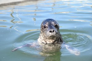 Pirmą kartą nusilpęs ruoniukas rastas tik rudenį: „Išgyvenimo meistras“