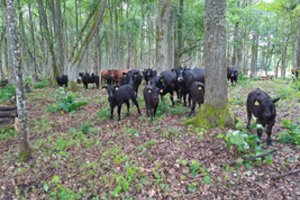 Svarsto, kas padėtų sugrąžinti ganymą miškuose: paaiškino, kuo tai naudinga