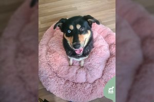 37 kg gražuolis prašo antro šanso: ieško stipraus ir kantraus šeimininko