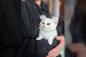 2 mėn. katytė – visiškai vieniša šiame pasaulyje: ieškote geriausios draugės visam gyvenimui?