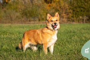 Naminė Lapė su „nuotykių“ režimu ieško namų: iki šiol glaudėsi sąvartyne