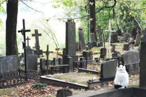 Bernardinų kapinėse – žymiausia Lietuvos katė: atskleidė, ko ji niekada neatsisako