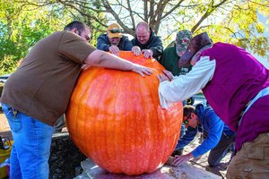 Už įspūdingo dydžio moliūgą – daugiau nei 20 tūkst. dolerių: sveria virš tonos