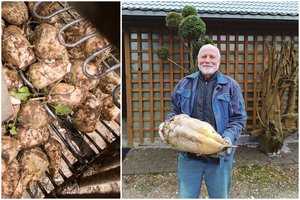 Ūkininkaujantis Vaclovas pats nustebo tokiu radiniu – užaugino rekordinio dydžio runkelį