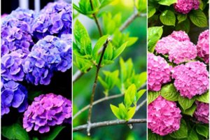 Atlikite tai dar šį rudenį ir kitąmet neatsidžiaugsite: hortenzijos žydės taip, kaip niekada 