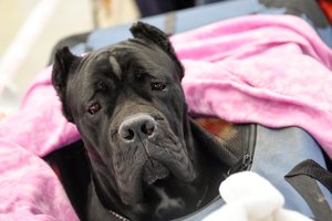 Lietuvoje įsigaliojo naujas draudimas dėl augintinių