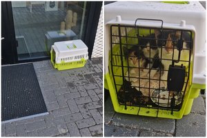 Prie prieglaudos paliktame narvelyje – dviguba tragedija: vienas mažylis jau neišgyveno