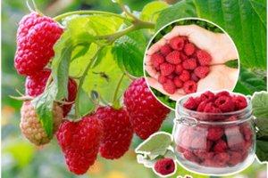 Jei čia pasodinsite avietes, derliaus nesulauksite: šios vietos pačios blogiausios