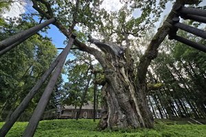 Įspūdingieji gamtos rekordai: aukščiausias, didžiausias ir seniausias medžiai pasaulyje
