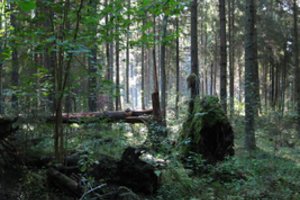 Susitikimas dėl biologinės įvairovės baigėsi aklaviete – turtingos šalys blokavo pasaulinį gamtos fondą