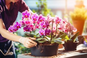 Išbandykite ingredientą, kurį visi turime namuose – kambarinės gėlės apsipils žiedais