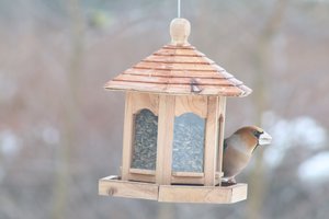 Artėjant žiemai – žinia iš ornitologų: štai kuo lesinti ir ko šiukštu nedaryti