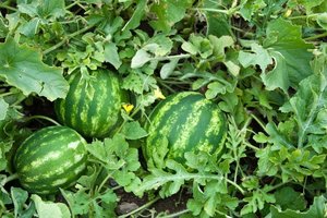 Klimato kaitos iššūkiai: Lietuvoje auginsime arbūzus bei vynuoges?