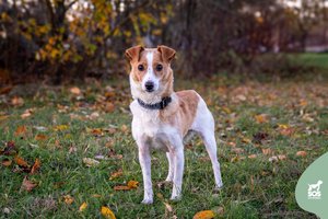 Visą gyvenimą prie grandinės praleidusi 5 m. kalytė trokšta šeimos, kuri ją mylėtų