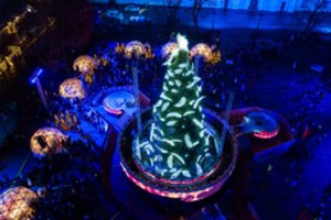 Pirmoji Kalėdų eglė Lietuvoje sužibs Kaune: 18 m natūralus medis taps šventiniu stebuklu