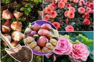 Pasakė, kokias gėles būtinai reikia iškasti žiemai: kitaip – gailėsitės