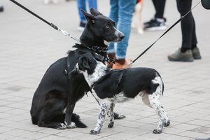 Gyvūnų prieglaudai iš Kauno – teismo kirtis: privalo grąžinti šunį šeimininkui