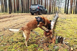 Pasieniečių tarnybinis šuo aptiko kontrabandos ryšulius ir „įrodė“, kam jie priklauso