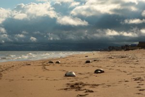 Krenta vienas po kito – Kazachstane masiškai gaišta nykstantys Kaspijos jūros ruoniai