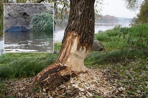 Kauniečiai stebisi bebrų drąsa, o specialistai ramina – tokia kaimynyste reiktų džiaugtis