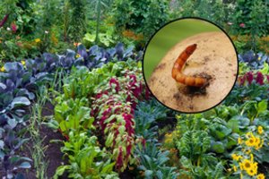 Darže išnaikinti šias lervas ypač sunku: padės tik šie keli sodininko patikrinti būdai