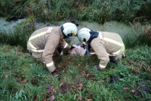 Šuns gelbėjimo operacija Šilutės rajone: Grabupių kaime iš melioracijos kanalo ištrauktas įstrigęs labradoras