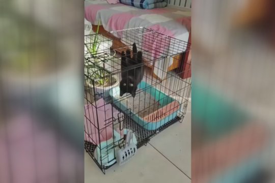 Lengva susimaišyti: šis kačiukas primins superherojų